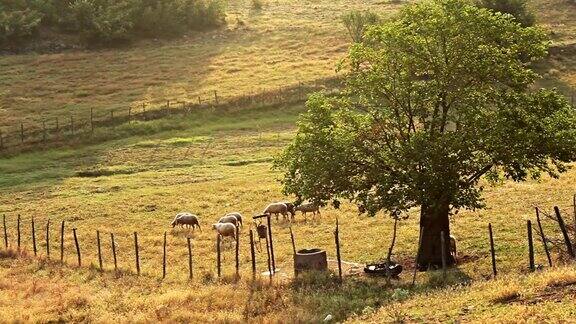 一群羊在山野上吃草旭日光照