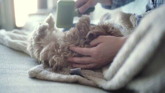 在沙发上给小狗梳理毛发