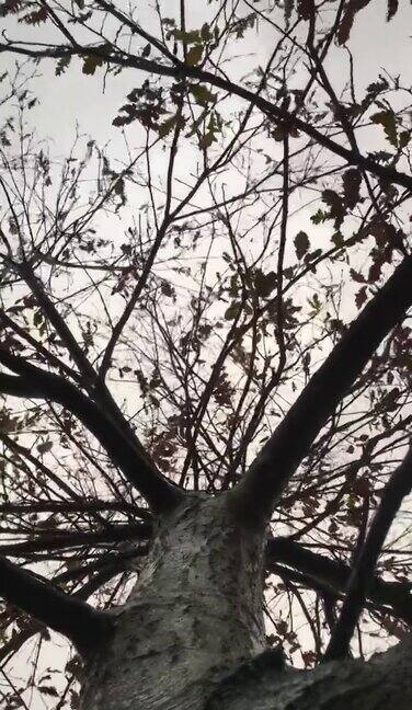 土耳其橡树(cerris栎)-树冠