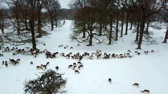 爱尔兰都柏林凤凰公园雪地里的鹿鸟瞰图