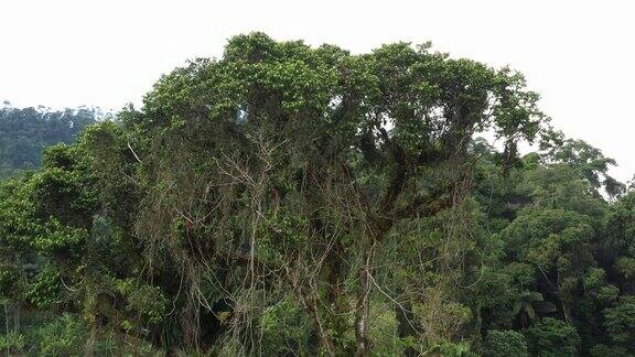 慢慢地飞离树冠的最后一个站着巨大的热带树与许多藤蔓一个凤梨在皇冠