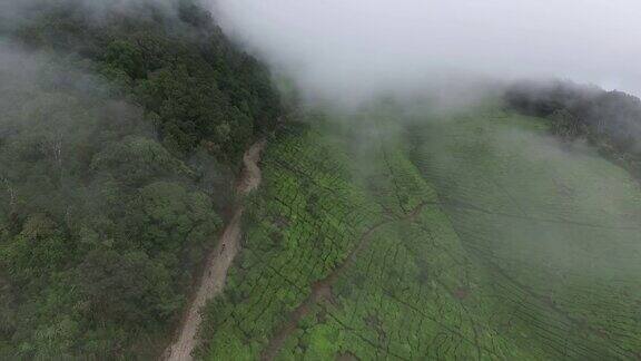 绿茶领域