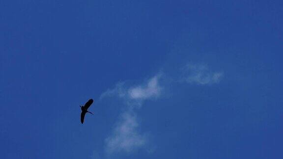 白鹭在蓝天下飞翔慢镜头