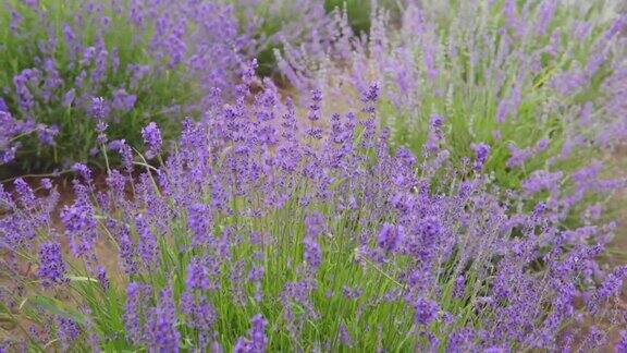 万向节拍摄了一丛美丽芳香的开花紫色薰衣草