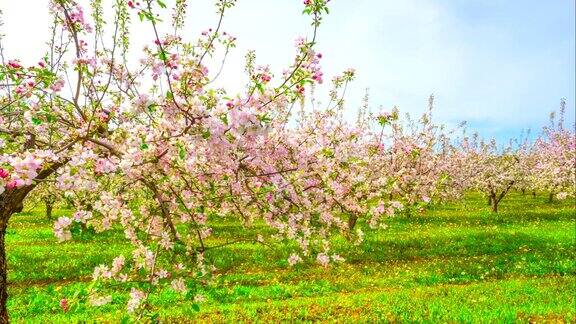 苹果园开花延时滑块