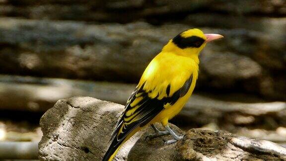 黄色小鸟