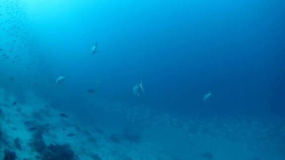 大金枪鱼在海面下游泳