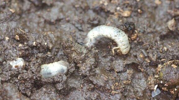 甲虫幼虫在土壤中挖洞