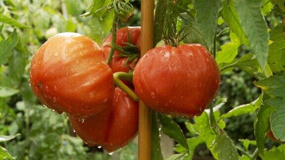 高清多莉:花园里的番茄