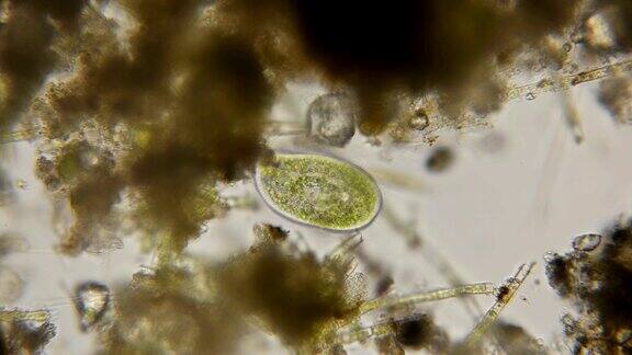 显微镜下的草履虫原生动物