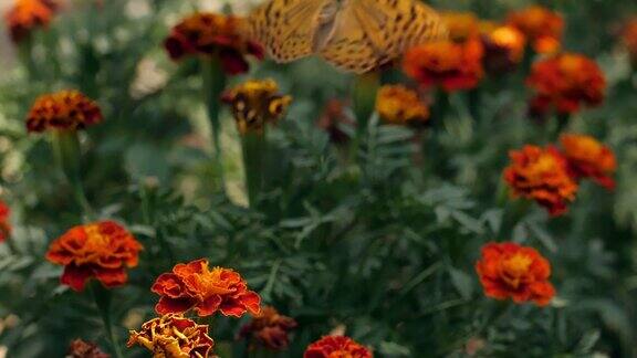 蝴蝶在花上飞走了