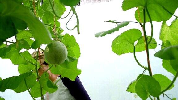 亚洲妇女园丁在瓜温室植物工作