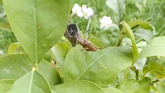 蝗虫在吃植物的叶子近处蝗虫破坏绿色植物宏观
