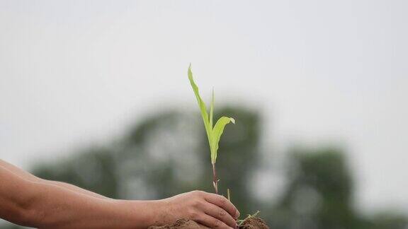 人们用手种植小树