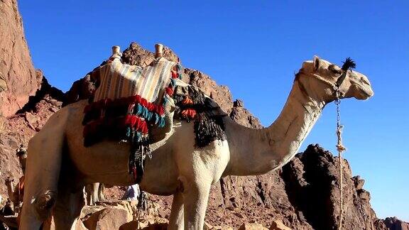 骆驼西奈山埃及