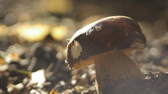 一种生长在森林土壤中的蘑菇