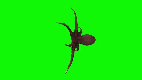 绿色屏幕上游动的章鱼动物野生动物游戏回到学校3d动画短视频电影卡通有机色度键角色动画设计元素主题设置循环