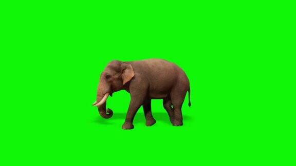 大象在绿屏上行走
