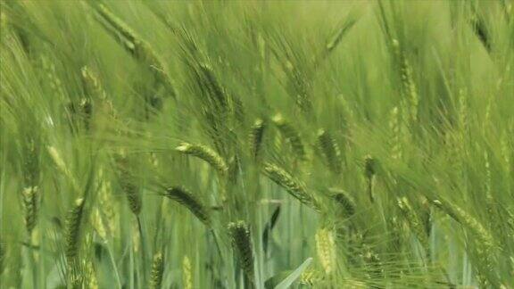 在一个有风的日子里近距离观察绿色的麦田