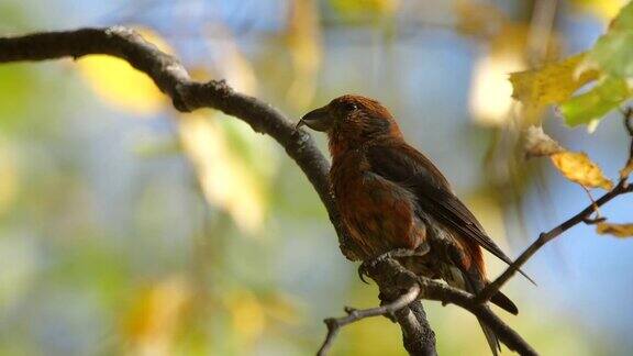 阿勒泰自然保护区的一棵红鹤坐在树上