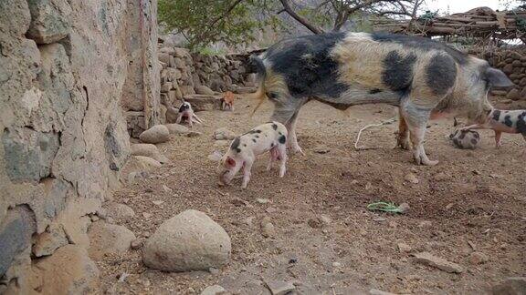 在圣安托-佛得角群岛猪圈里的可爱的Pietrain小猪