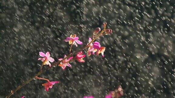 雨落在粉红兰花缓慢