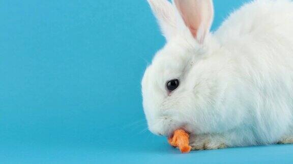 小毛绒绒的白色家兔正在吃胡萝卜背景是柔和的蓝色特写春假音乐会复活节兔子