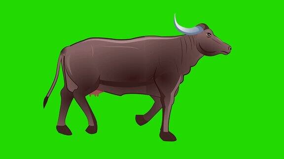 水牛奶牛和公牛走循环动画