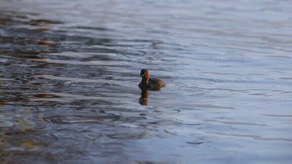 一只水鸟在洱海上游泳