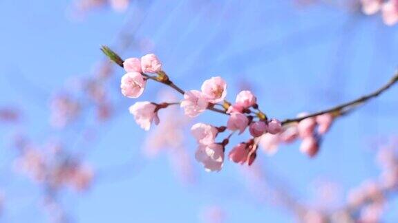 樱花在日本樱花角馆