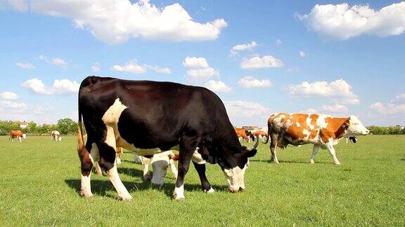 奶牛在牧场上吃草风景如画