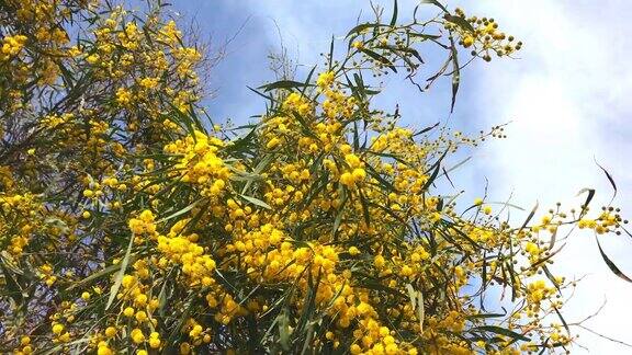 黄色的含羞草树在春天开花