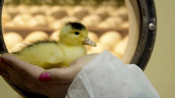 雌鸭用手抱着小鸭子对着模糊的孵蛋器孵蛋