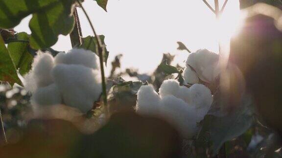 棉花采摘的季节盛开的棉花地里劳作在金色的夕阳下这是收获前的作物特写