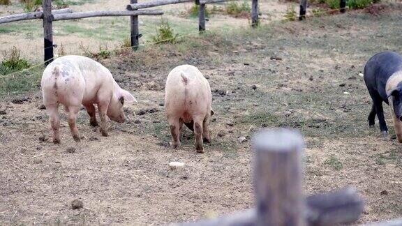 一群大猪在农家院子里吃东西