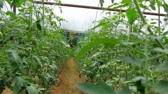 温室番茄灌木绿色和红色的番茄在里面视频4k