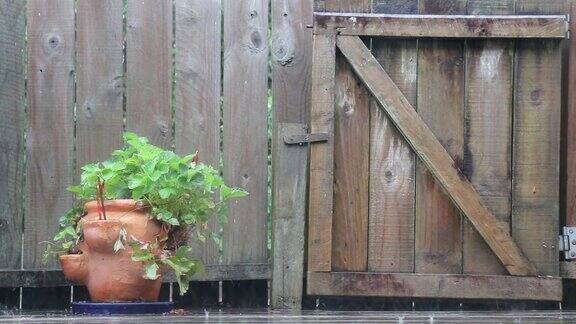 雨滴落在浆果植物上