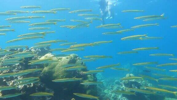 热带气候岛上清水珊瑚礁下的梭鱼群