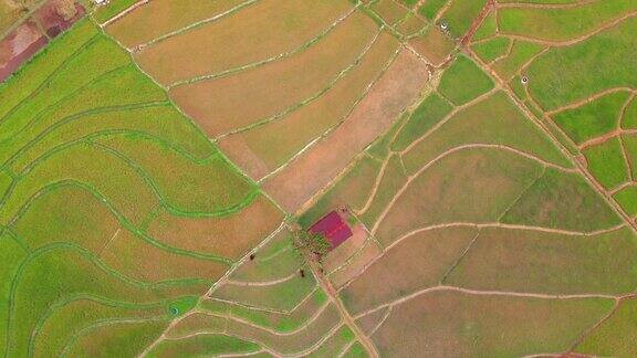 一架无人机俯瞰马来西亚沙巴州坦布南的稻田上面是美丽的稻田梯田4k
