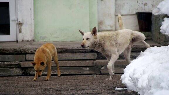 冬天雪地里流浪的白狗和灰狗在街道上开辟领地慢动作