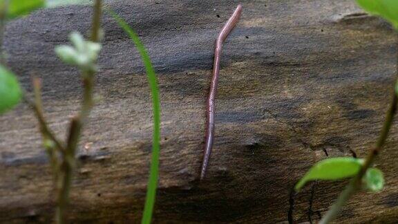 森林里的蚯蚓在原木上长蠕虫蠕动和爬行