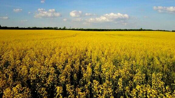 4k低空飞行在春日阳光明媚的黄色油菜田上空中全景