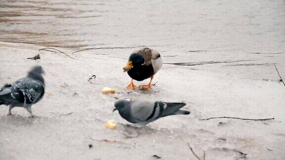 鸭子在冬天吃雪堆和休息