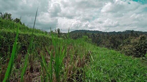 巴厘岛上绿油油的稻田