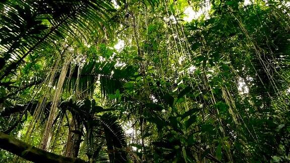 深雾热带森林的野生、生动的植被丛林景观内部异国情调的亚洲木材苔藓藤本植物悬挂在雨林的树冠上绿色自然背景的亚热带森林