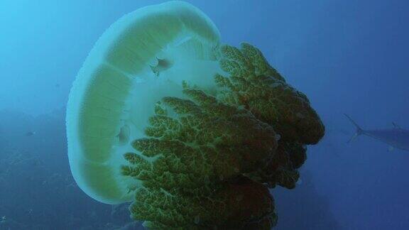 大型水母(根口水母)生活在大堡礁的幼年鲭鱼缓慢的运动用红相机在自然光下拍摄