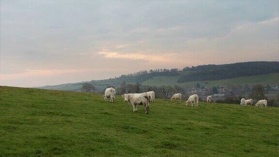 法国诺曼底阳光明媚的一天牛群在绿色的草地上吃草养牛工业农业理念夏季田园景观牧场供家畜饲养