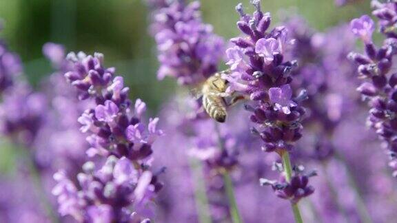 近景:蜜蜂在薰衣草花周围飞舞收集花粉