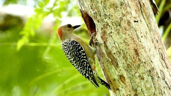黄冠啄木鸟在树上啄特写