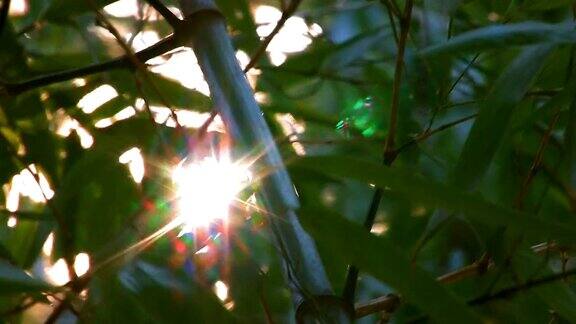 阳光照在竹叶上